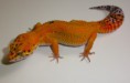 Luipaardgekko's